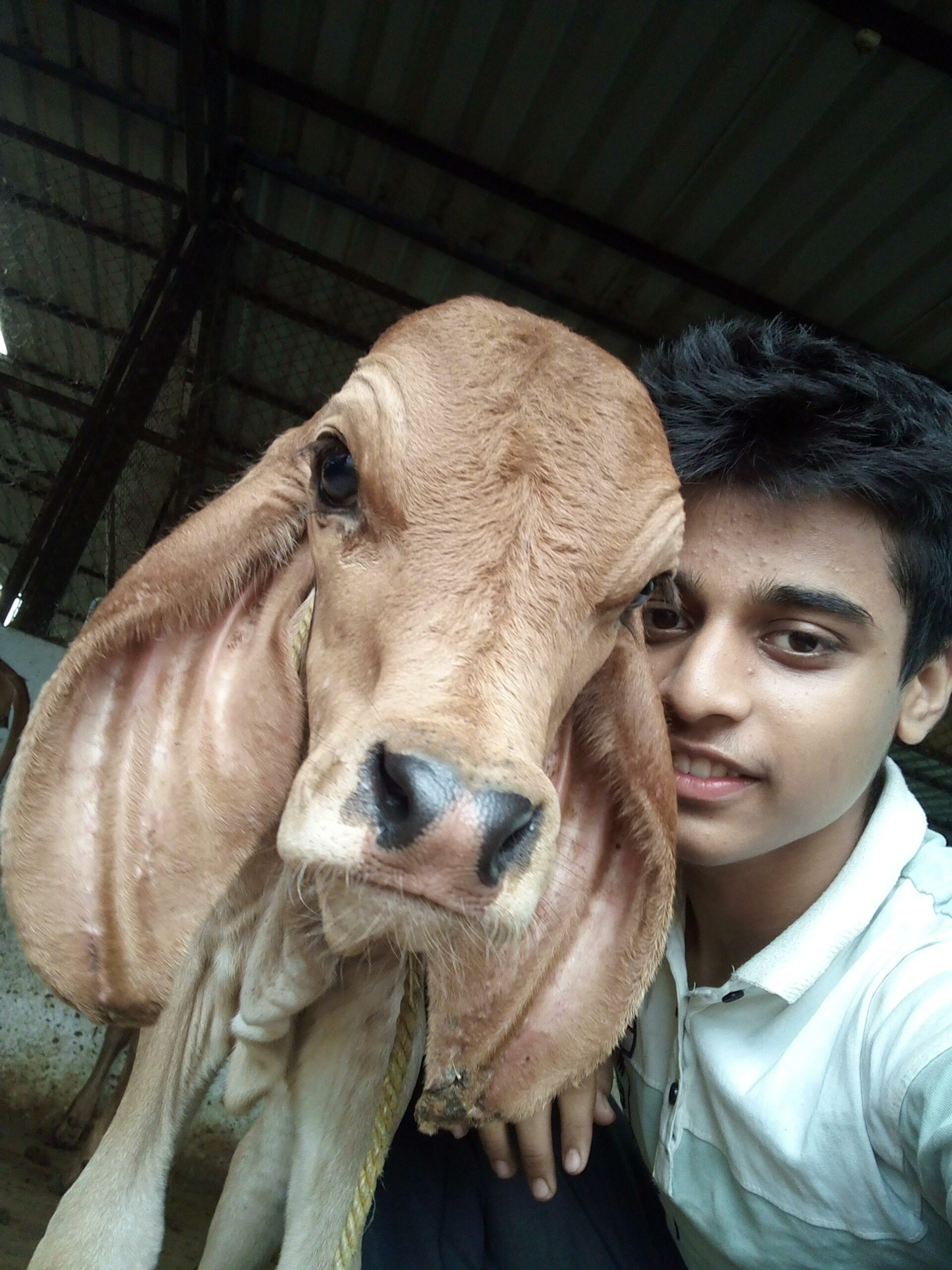 Selfie of the author next to a calf